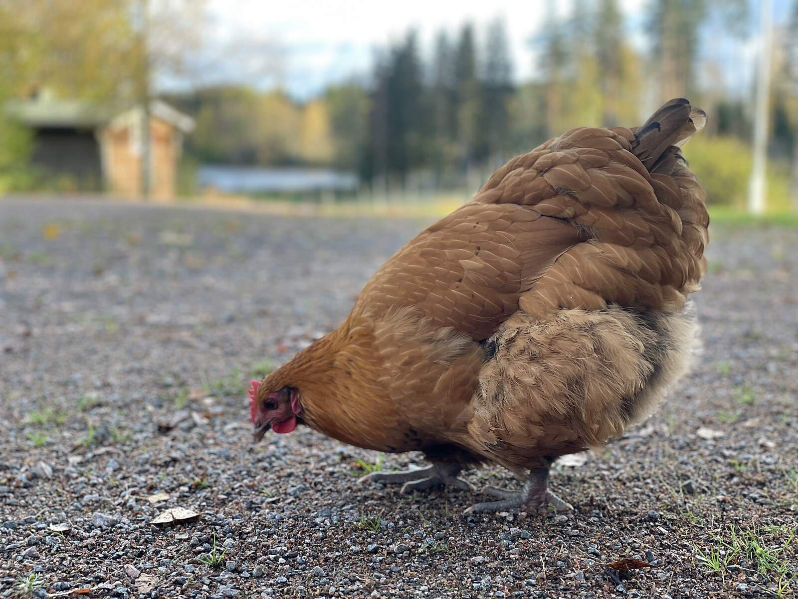 El imet Matkailutila Haapam ki Virrat Pirkanmaa