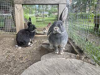 Puput Kerttu, Hilma ja Elvi